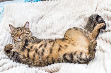kedi yatakta uyuyor, göbek kadar. Konsept Pet.
