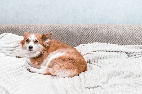 dog lies on the bed and looks into the camera. Concept dog in the apartment