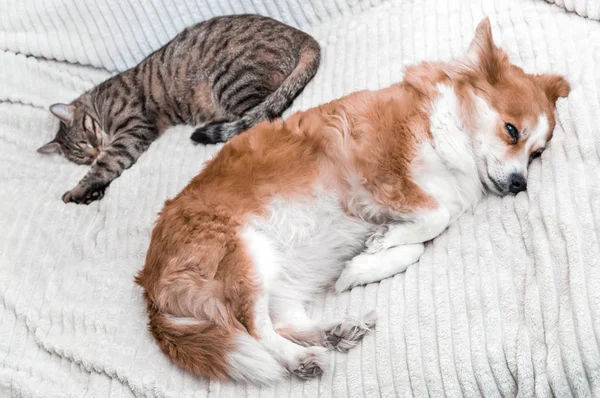 Portrait of a sleeping dog and a cat together on the bed close-up