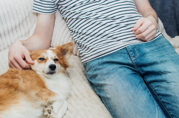 O cão deita-se ao lado do homem na cama e olha para a câmara. Cão feliz — Fotografia de Stock