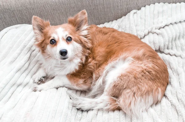 Retrato de cerca del perro rojo. Qué perro más gracioso. Lindo perro —  Fotos de Stock