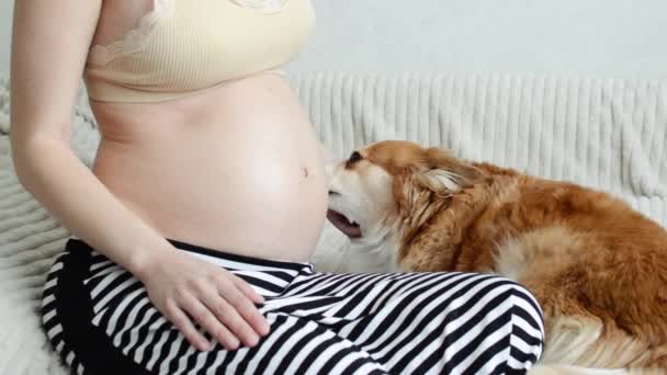 Σκύλος Γλείφει Την Κοιλιά Της Εγκύου Ερωμένη Του Κοντινό — Αρχείο Βίντεο