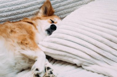Dairede bir yastık üzerinde bir yatakta uyumak yakın çekim köpek namlu