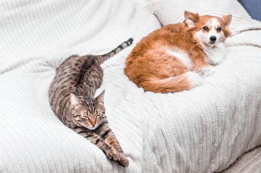 Kedi ve köpek dairede yatakta birlikte uyurlar. dostluk kavramı