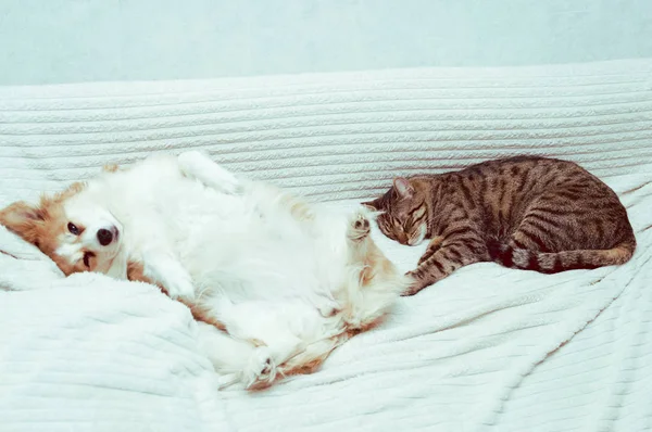 O cão está deitado na cama, de costas. Ao lado de dormir um gato. Conceito gato e cão — Fotografia de Stock