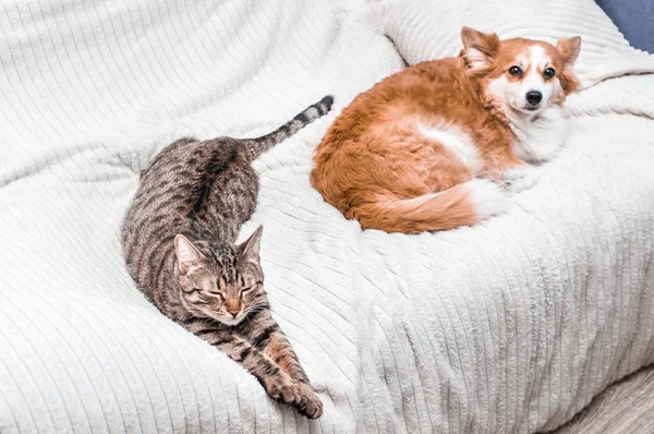 Katze und Hund schlafen zusammen auf dem Bett in der Wohnung. Freundschaftskonzept — Stockfoto