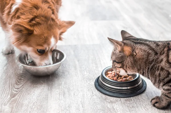 köpek ve bir kedi birlikte yiyecek bir kase yemek yiyor. Konsept kedi ve köpek arkadaşlığı