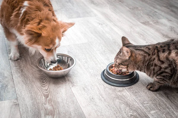 Köpek ve bir kedi birlikte yiyecek bir kase yemek yiyor. Evcil hayvan gıda konsepti — Stok fotoğraf