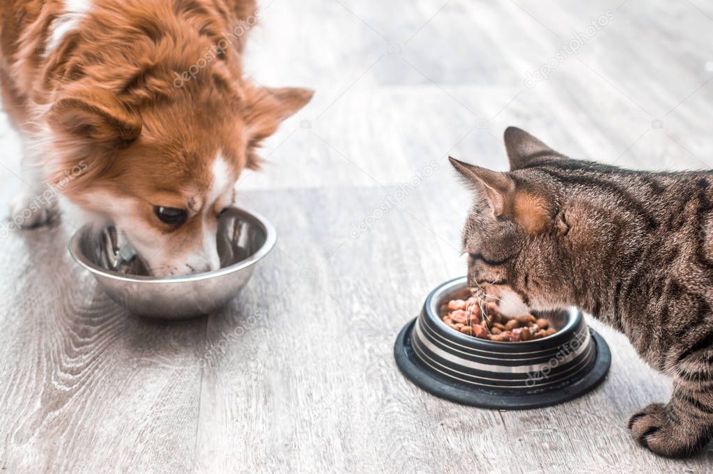 dog and a cat are eating together from a bowl of food. Concept cat and dog friendship
