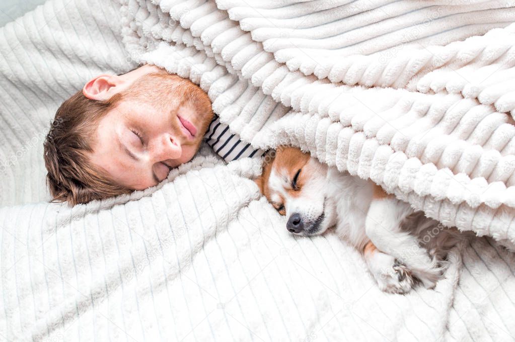 owner sleeps with his dog in bed under a blanket. White background. Concept dog in the house. Concept of sleep and rest