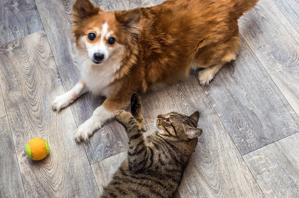 Kedi ve köpek bir top ile dairede birlikte oynuyor. Yakın çekim portre.