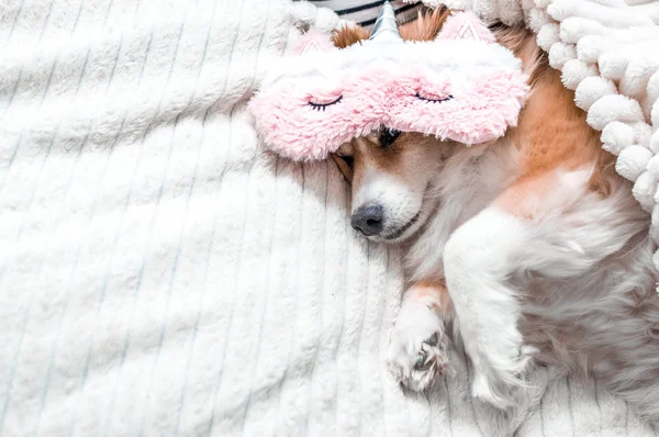 Cão vermelho deitado em uma cama em uma máscara rosa para dormir. Conceito manhã — Fotografia de Stock