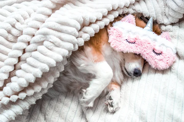 Cão vermelho deitado em uma cama em uma máscara rosa para dormir. Manhã de conceito. Concept fim de semana — Fotografia de Stock