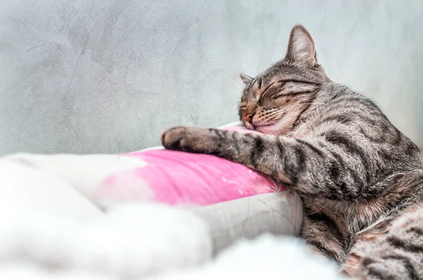 Портрет серого кота, спящего на кровати . — стоковое фото