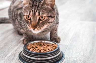 Kuru gıda bir kase ile bir kedi portresi. Yakından yiyor. Kopyalama alanı