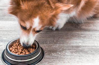 Kuru gıda bir kase ile bir köpek portresi. Yakından yiyor. Köpek diyeti kavramı