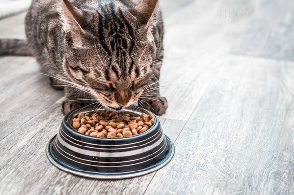 Kuru gıda bir kase ile bir kedi portresi. Yakından yiyor. Kopyalama alanı