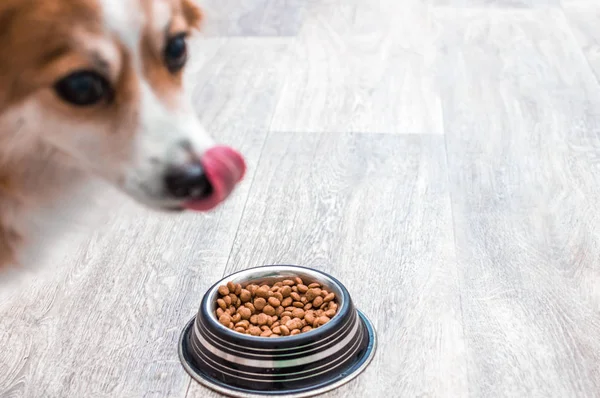 Namlu köpekleri ve yiyecek dolu bir kase. Köpek yedikten sonra yalar — Stok fotoğraf