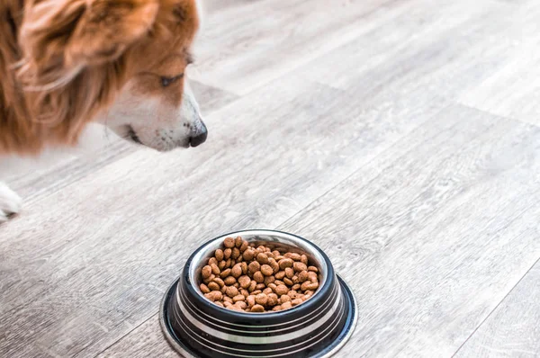 개는 마른 음식과 그릇을보고있다. 개밥 — 스톡 사진