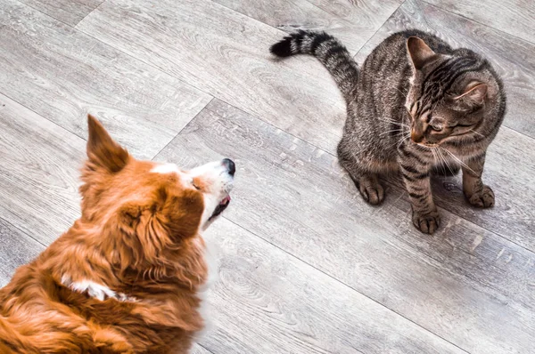 Kedi ve bir köpek birlikte oturuyorlar ve birbirlerine bakıyorlar. Gri arka plan. Kedi ve köpek birlikte. — Stok fotoğraf