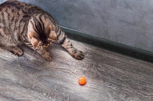 Gato se juega con una pequeña bola en el apartamento en el suelo . — Foto de Stock