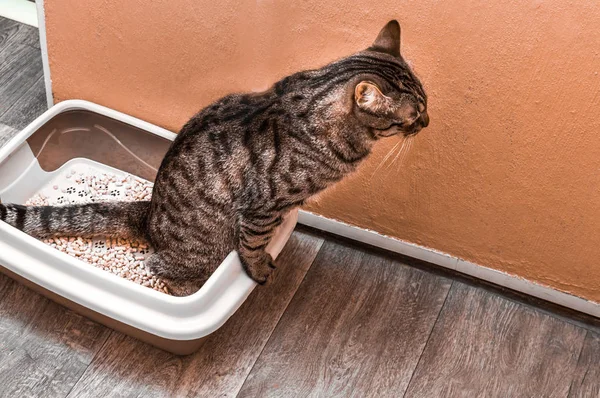 Cat pees in a pot with a wooden filling for cats. Concept toilet cat in the apartment. — Stock Photo, Image