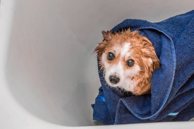 Mavi havluya sarılı banyo üstüne ıslak köpek banyoda duruyor.