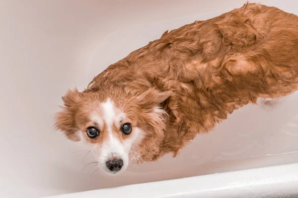 Cão está de pé no banheiro com água. Banhar o cão no apartamento — Fotografia de Stock