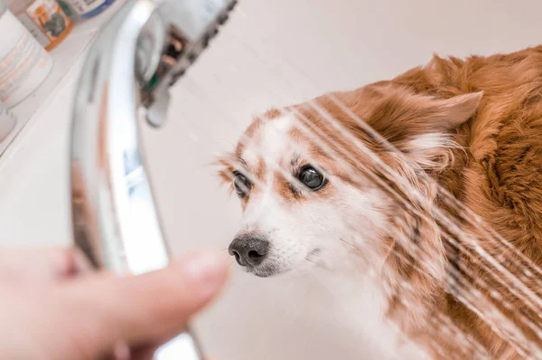 Dono derrama um chuveiro no banheiro de seu cão. Conceito de higiene do cão — Fotografia de Stock