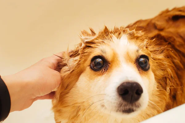 Mão humana de perto a ensaboar a cabeça do cão. Banhar um cão no banheiro — Fotografia de Stock