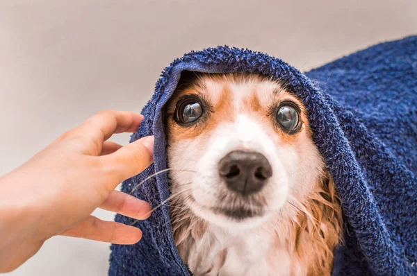 Muzzle cão molhado depois de nadar envolto em uma toalha terry azul no banheiro — Fotografia de Stock