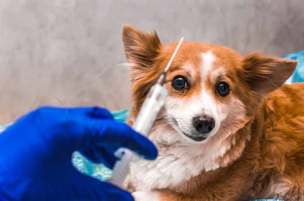 Retrato de primer plano de un perro y una mano veterinaria con una jeringa. Concepto clínica veterinaria — Foto de Stock