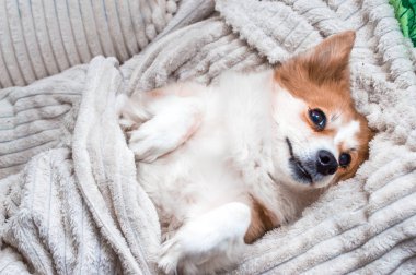 köpek yatakta beyaz bir battaniye ile kaplı yatıyor. Yakın çekim portre