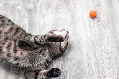 Komik kedi sırt üstü yatan katta dairede küçük bir top ile oynanır.