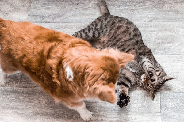 Kedi ve köpek dairede birlikte oynuyorlar. Yakın çekim portre. Bir köpek ve bir kedi arasındaki dostluk kavramı — Stok fotoğraf
