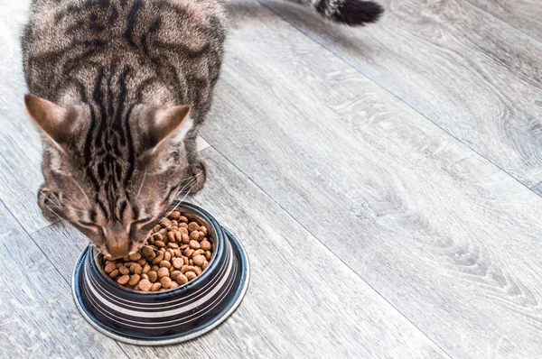 Πορτρέτο μιας γάτας με ένα μπολ ξηρό φαγητό. Τρώει κοντά. — Φωτογραφία Αρχείου