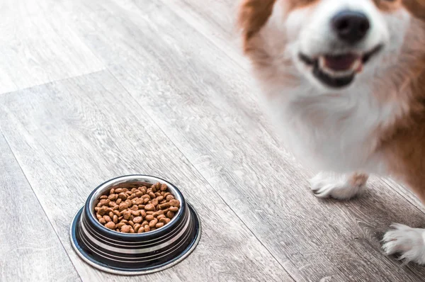 Portrait of a dog with a bowl of dry food. Dog food concept — Stock Photo, Image