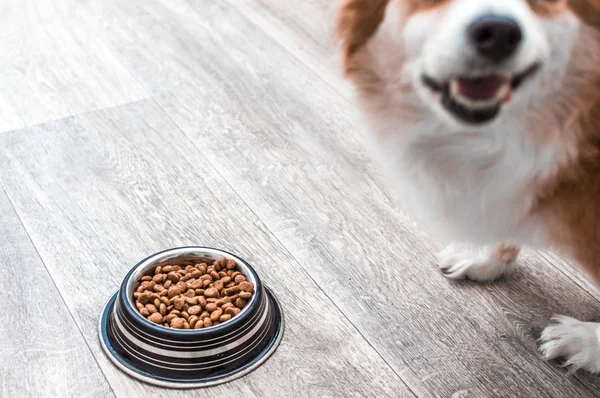 Kuru gıda bir kase ile bir köpek portresi. Köpek maması konsepti — Stok fotoğraf