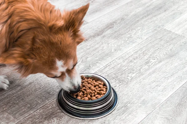 Kuru gıda bir kase ile bir köpek portresi. Yakından yiyor. Köpek diyeti kavramı — Stok fotoğraf