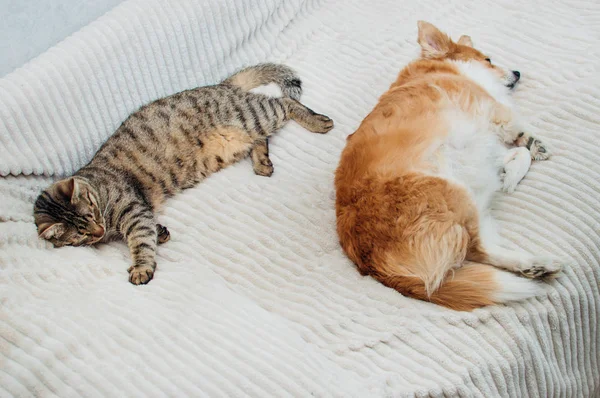 Retrato de um cão dormindo e um gato juntos na cama close-up — Fotografia de Stock