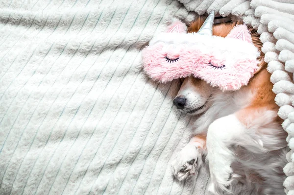 Cão vermelho deitado em uma cama em uma máscara rosa para dormir. Manhã de conceito. Fim de semana conceptual. Conceito férias — Fotografia de Stock