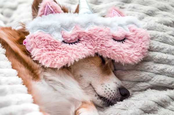 Red cute dog sleeping on a white plaid in a pink mask for sleeping. Close-up. Portrait