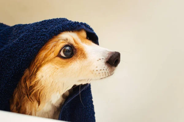 Морда мокрая собака после купания завернутая в синее махровое полотенце в ванной комнате. Копирование пространства — стоковое фото