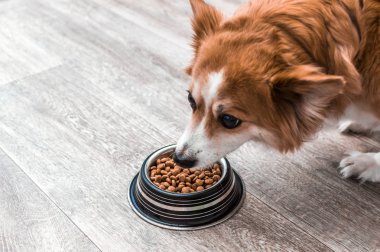 Kuru gıda bir kase ile bir köpek portresi. Yakından yiyor. Köpek diyeti kavramı