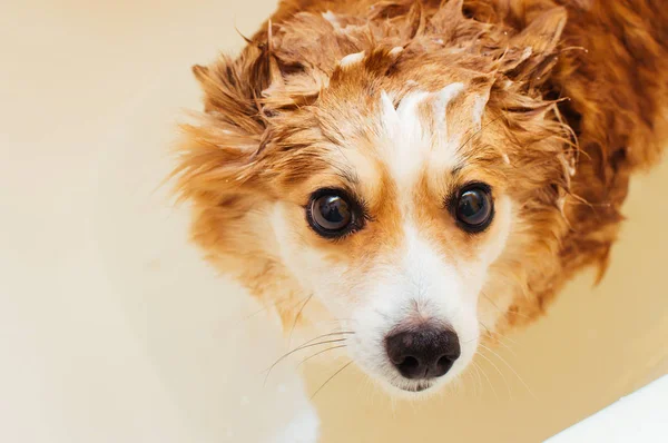 Retrato de close-up de um cão molhado vermelho durante a lavagem — Fotografia de Stock