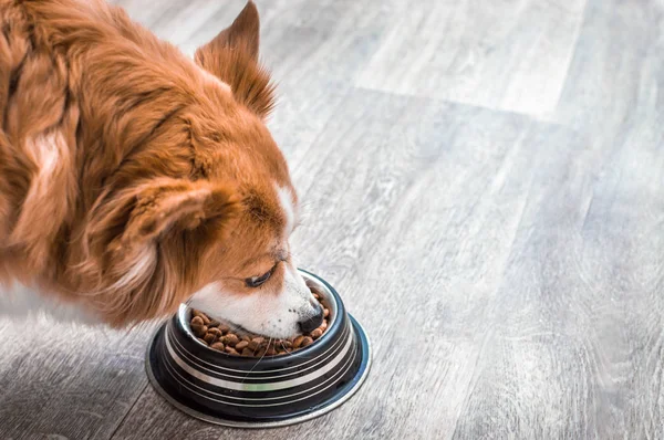 Porträt eines Hundes mit einer Schüssel Trockenfutter. isst aus nächster Nähe. Hundeernährungskonzept. Kopierraum — Stockfoto