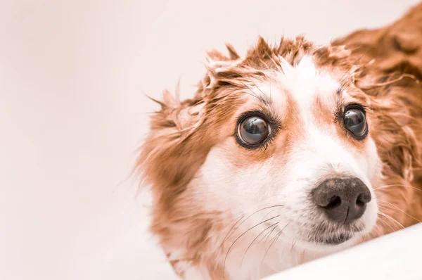Muzzle cão molhado olhando para fora do banheiro enquanto nadava. Lavar o cão conceito. Espaço de cópia . — Fotografia de Stock