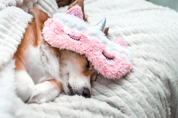 Червоний милий собака спить на білій плед в рожевій масці для сну. Крупним планом. Портрет. Концепція вихідних — стокове фото