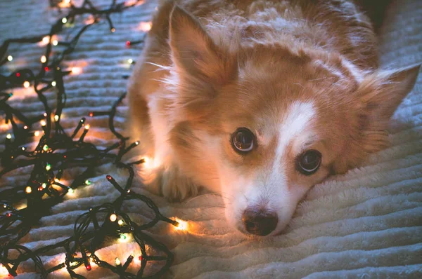 Retrato de un perro rojo de cerca con una guirnalda cerca. Tarjeta de Año Nuevo. Año Nuevo 2020. Navidad. Concepto —  Fotos de Stock