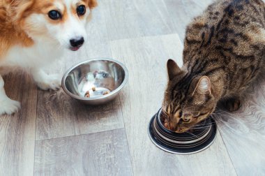 Köpek ve kedi mutfakta birlikte yenir. Close